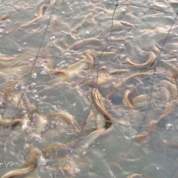 台湾泥鳅食用人工养殖8~10cm