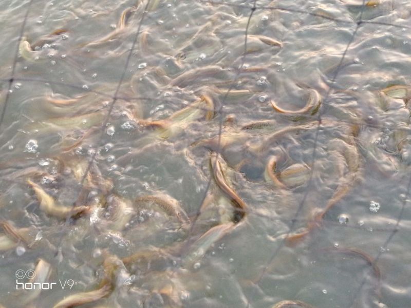 台湾泥鳅食用人工养殖8~10cm