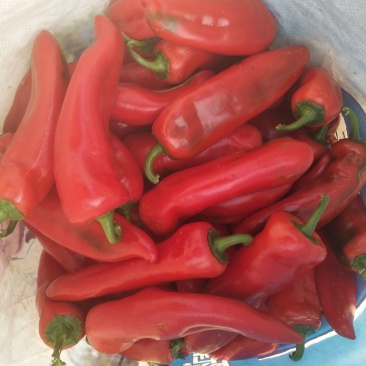 鲜辣椒15~20厘米中辣红