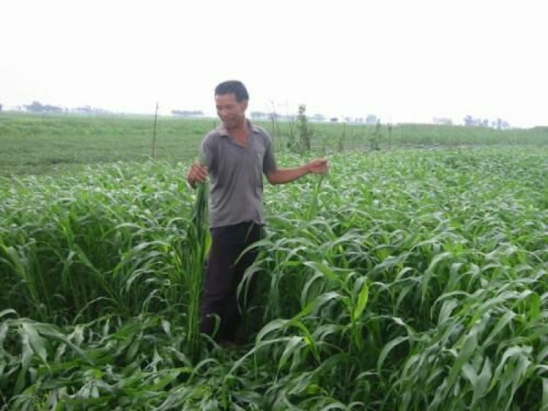 进口耐寒牧草种子多年生黑麦草种子四季常青鸡鸭鹅猪牛羊鱼草