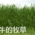 进口耐寒牧草种子多年生黑麦草种子四季常青鸡鸭鹅猪牛羊鱼草