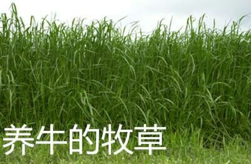 进口耐寒牧草种子多年生黑麦草种子四季常青鸡鸭鹅猪牛羊鱼草