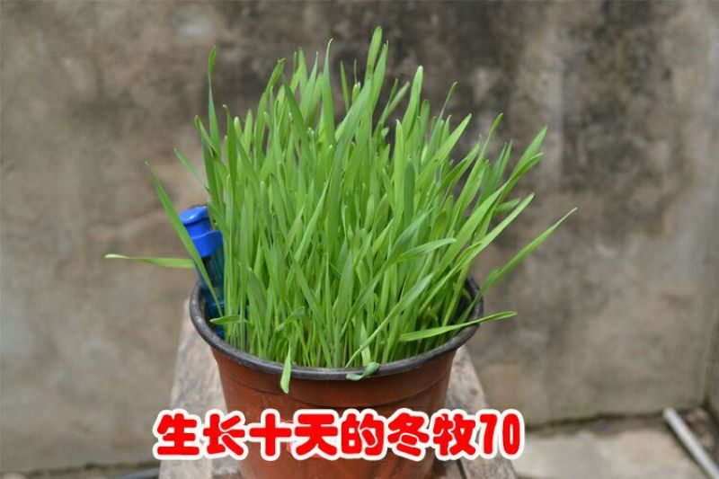 进口耐寒牧草种子多年生黑麦草种子四季常青鸡鸭鹅猪牛羊鱼草