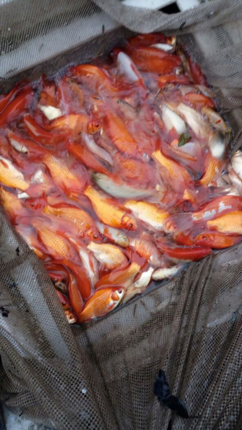 鲫鱼锦鲫（观赏鱼）