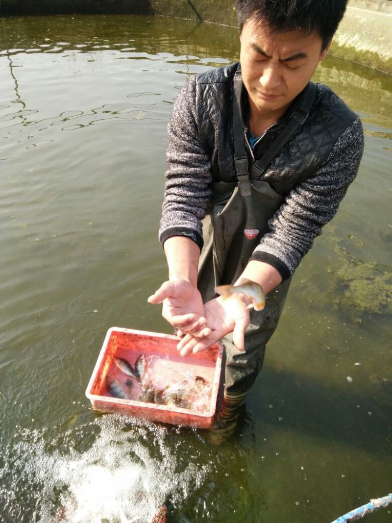 河鲈五道黑鱼苗预售苗