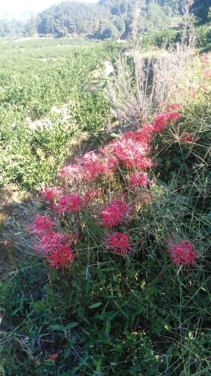 红花石蒜，纯野生的，一手货源