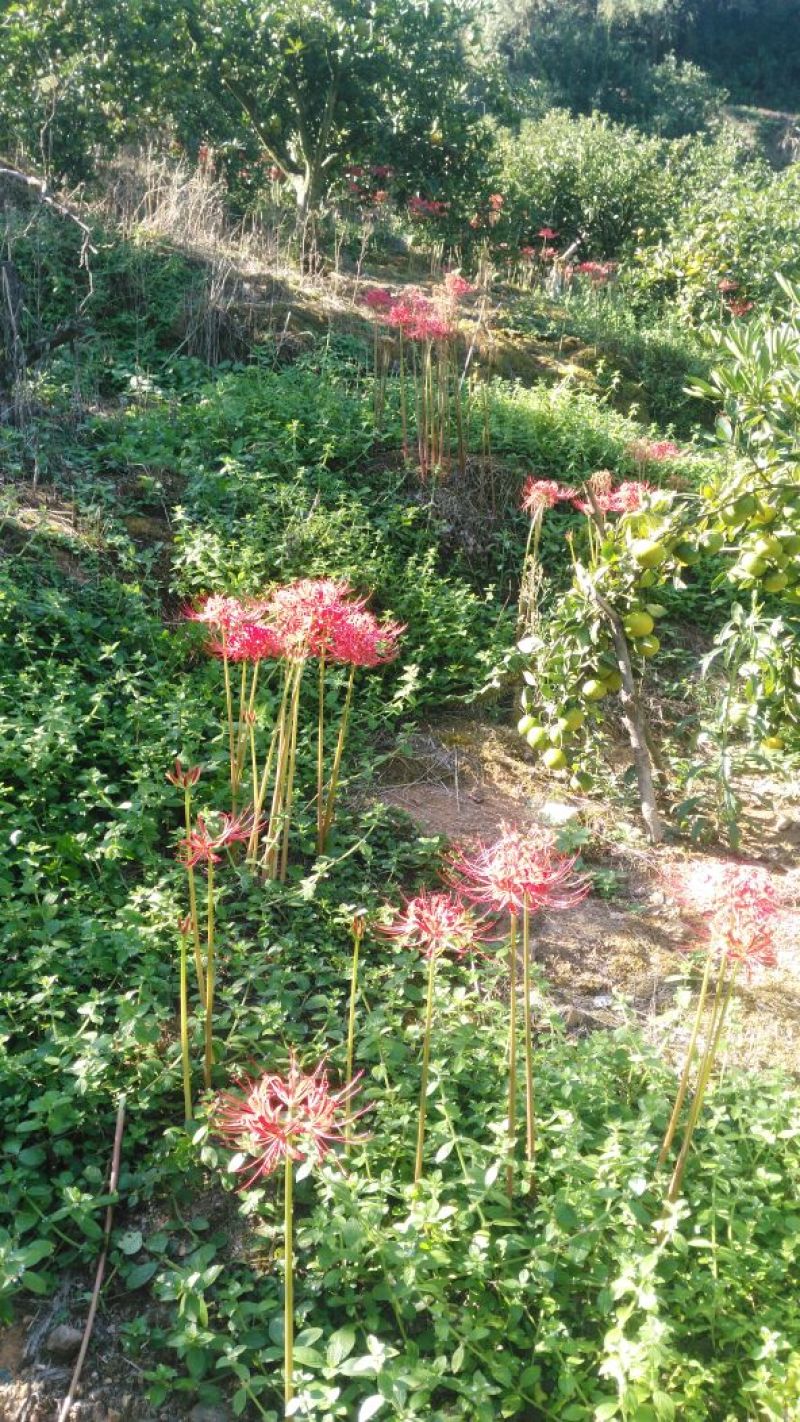 红花石蒜，纯野生的，一手货源