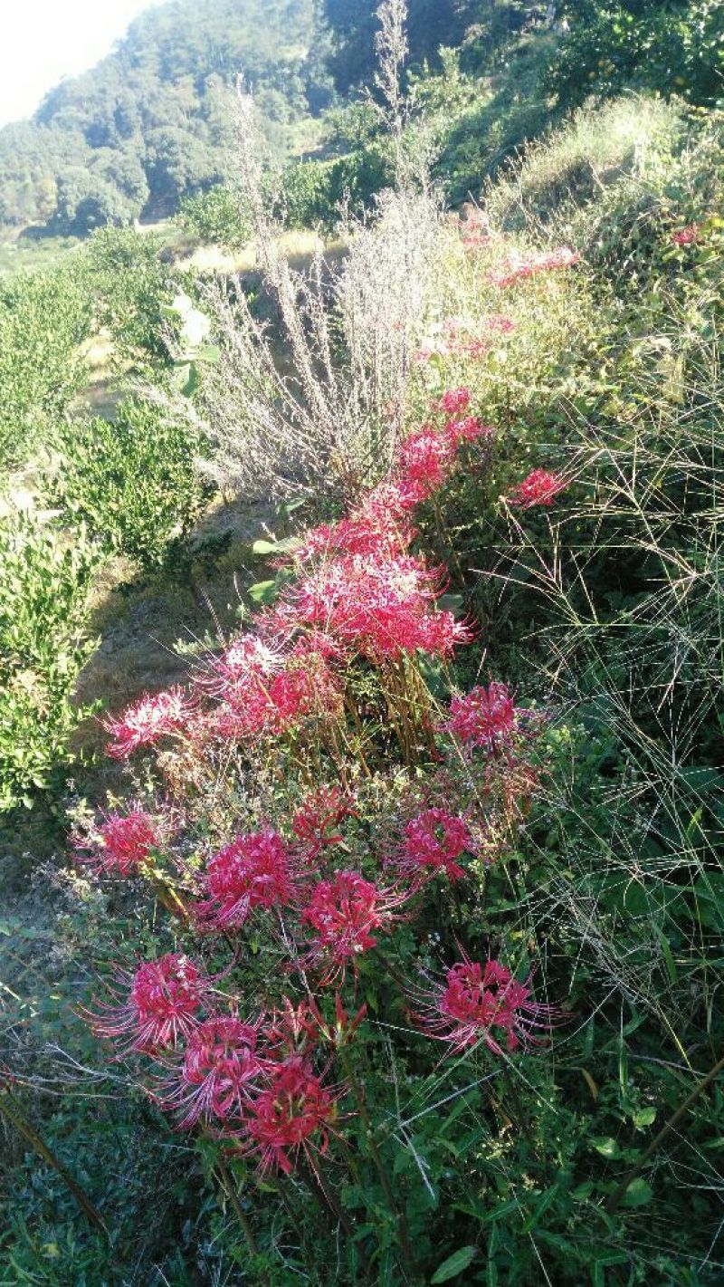 红花石蒜，纯野生的，一手货源