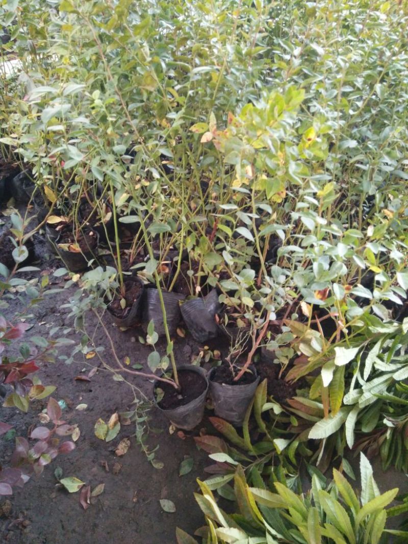 蓝莓苗品种多价格包邮基地直销果园家庭都可以种植