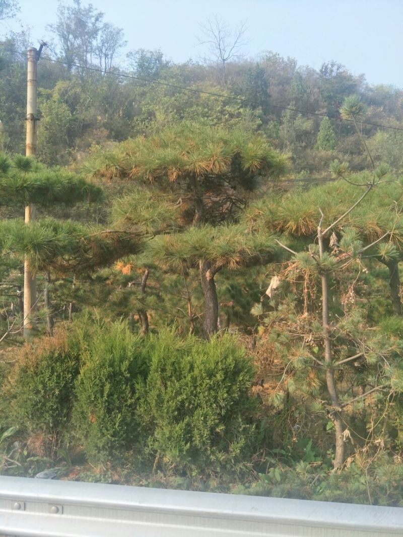 造型松10公分