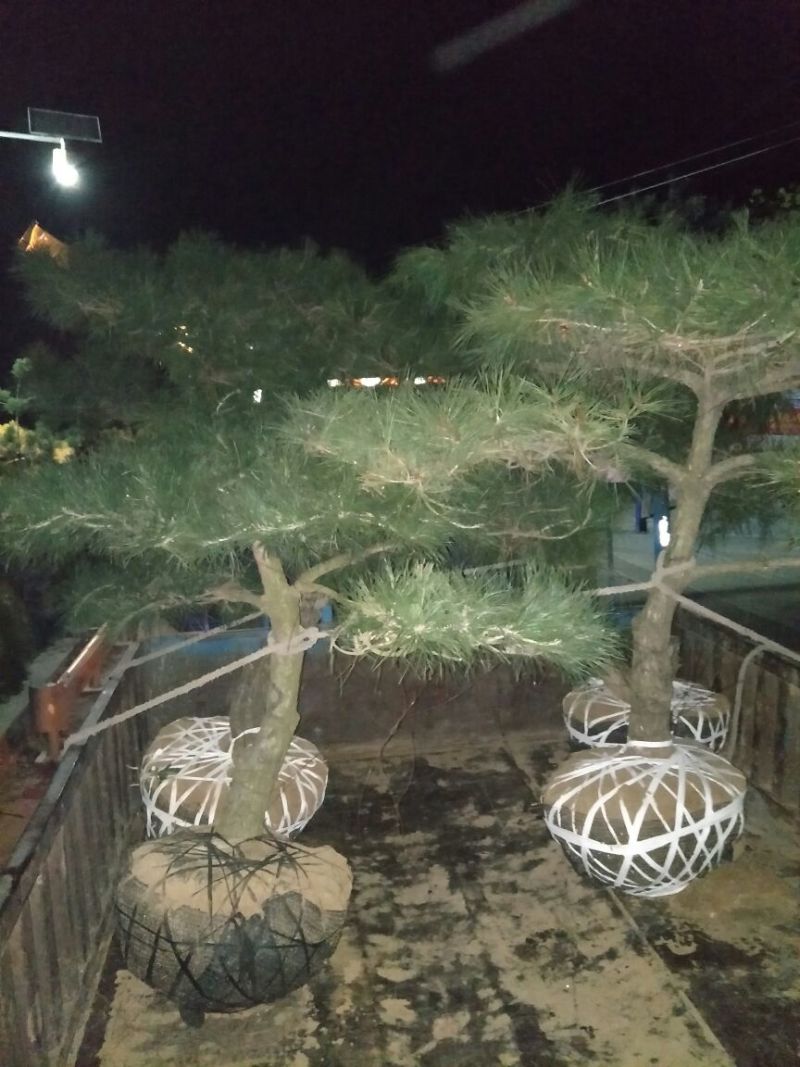 造型松10公分