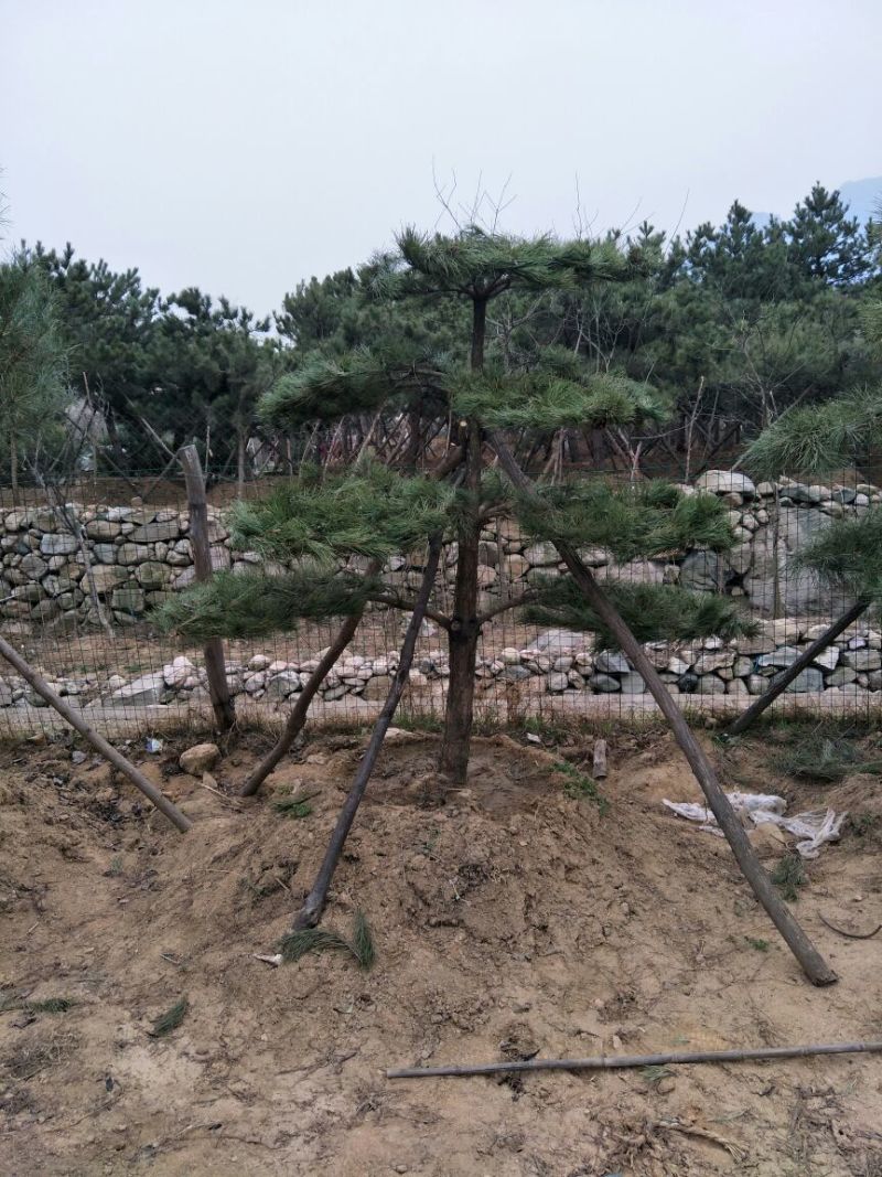 造型松10公分