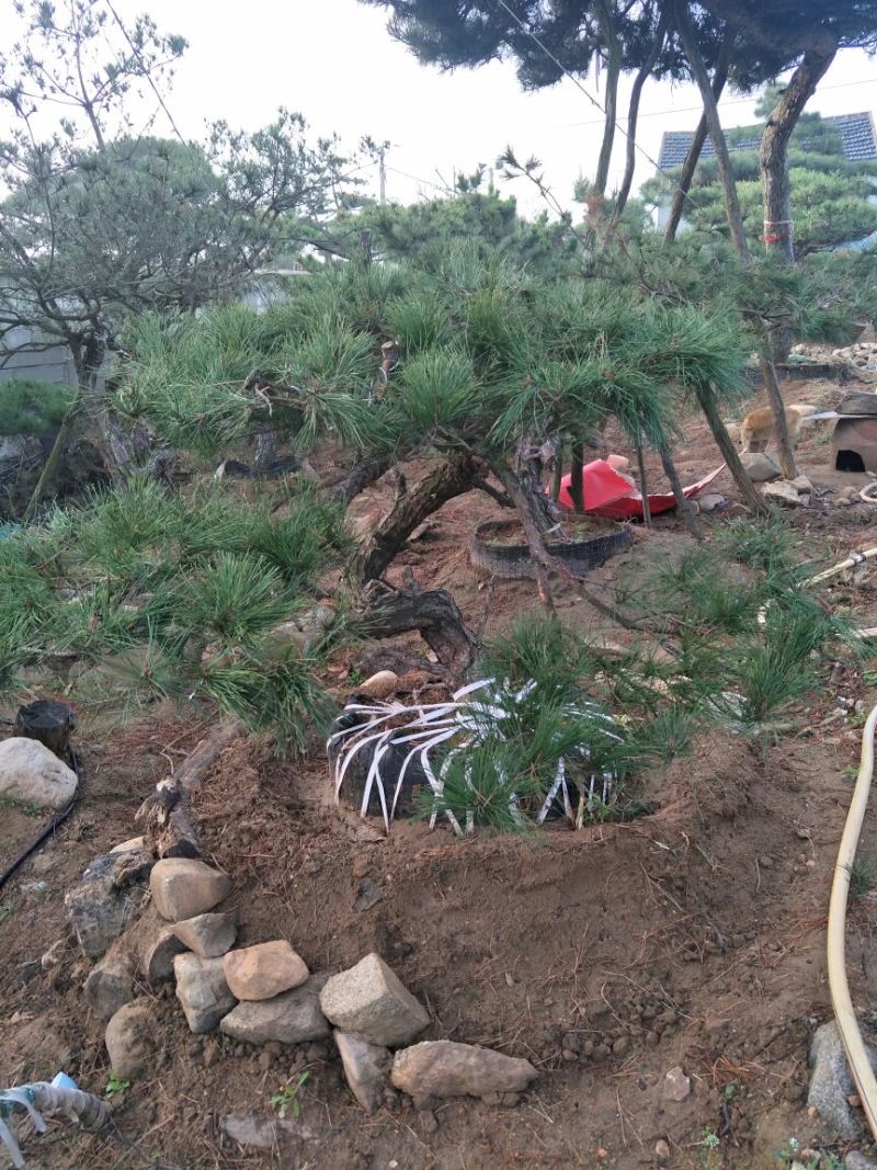 造型松10公分