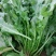 荠菜10cm以上