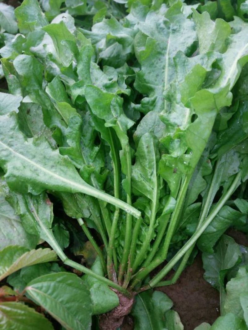 荠菜10cm以上