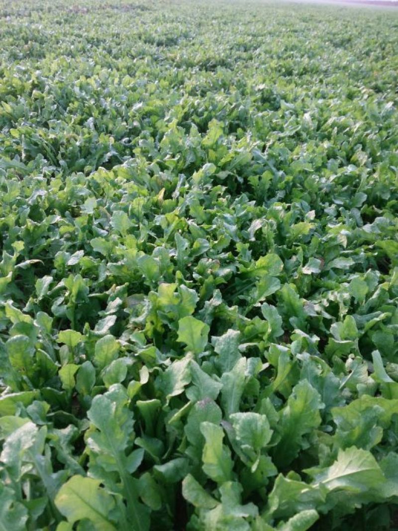 荠菜10cm以上