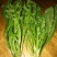 荠菜10cm以上