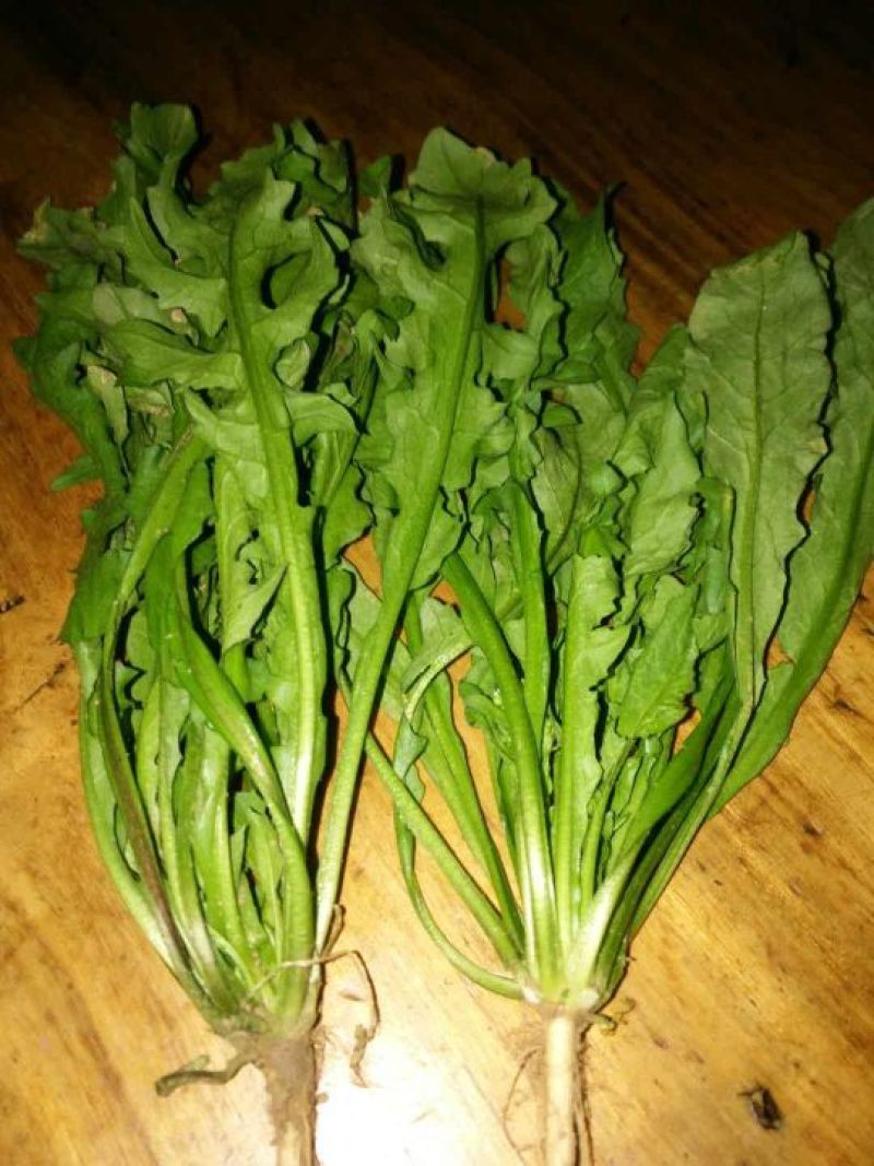 荠菜10cm以上