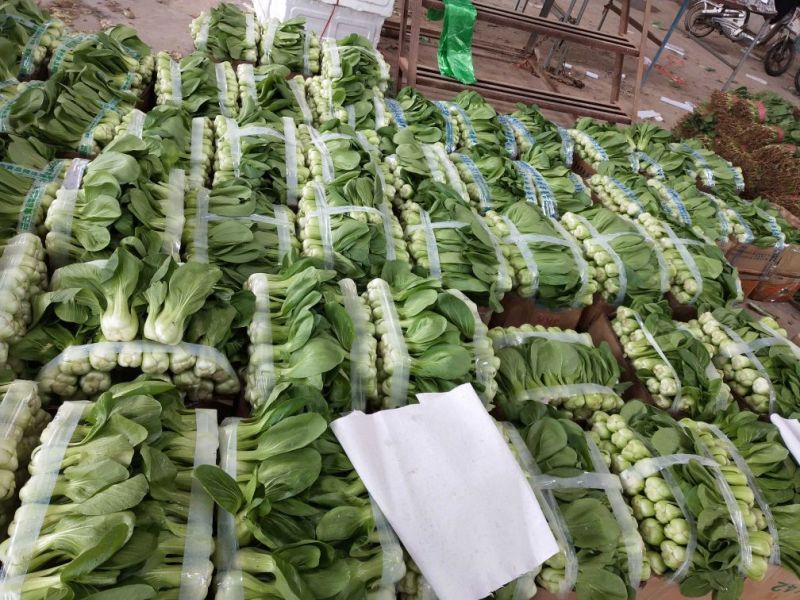 油菜3两以上