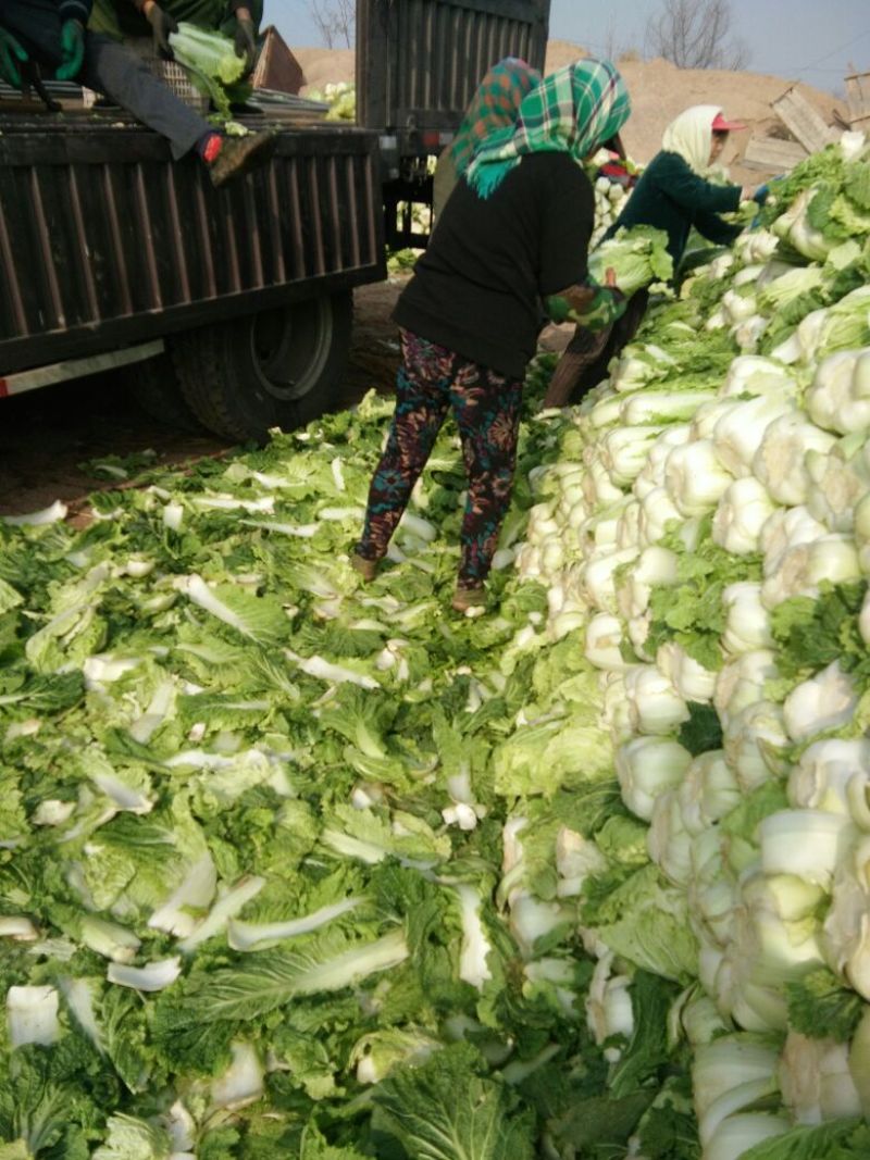 白菜！杠菜！黄心菜绿忧，楚霸王，红雨果，4~6斤净菜