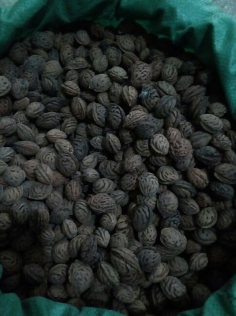 毛桃树种子95%以上山上釆的野毛桃核