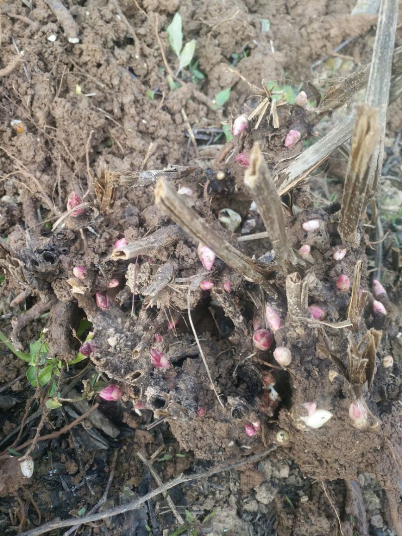 白芍芽，白芍苗，白芍种