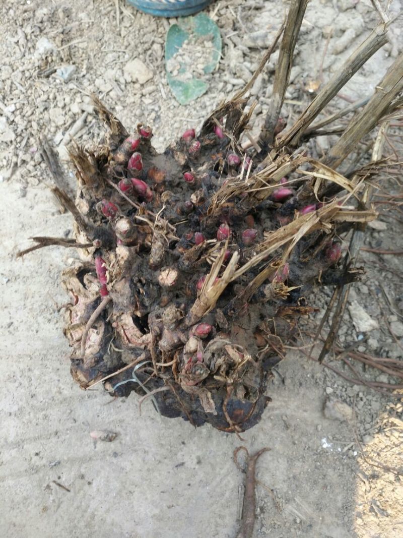 白芍芽，白芍苗，白芍种