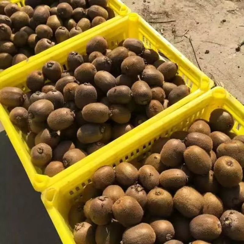 产地直供猕猴桃精品果陕西徐香水果大果硬度高糖份足优质水果