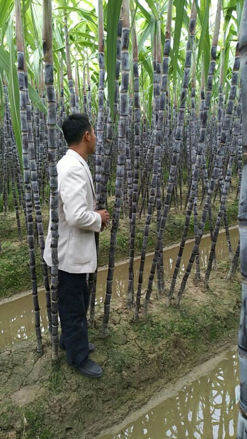 黑皮甘蔗基地直选甜度高包甜！有便宜回头车提供一条龙服务