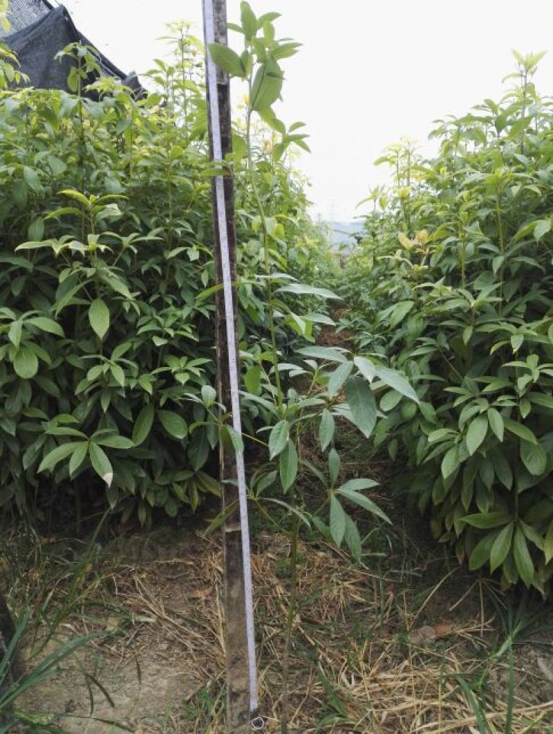 金丝楠木80~100cm