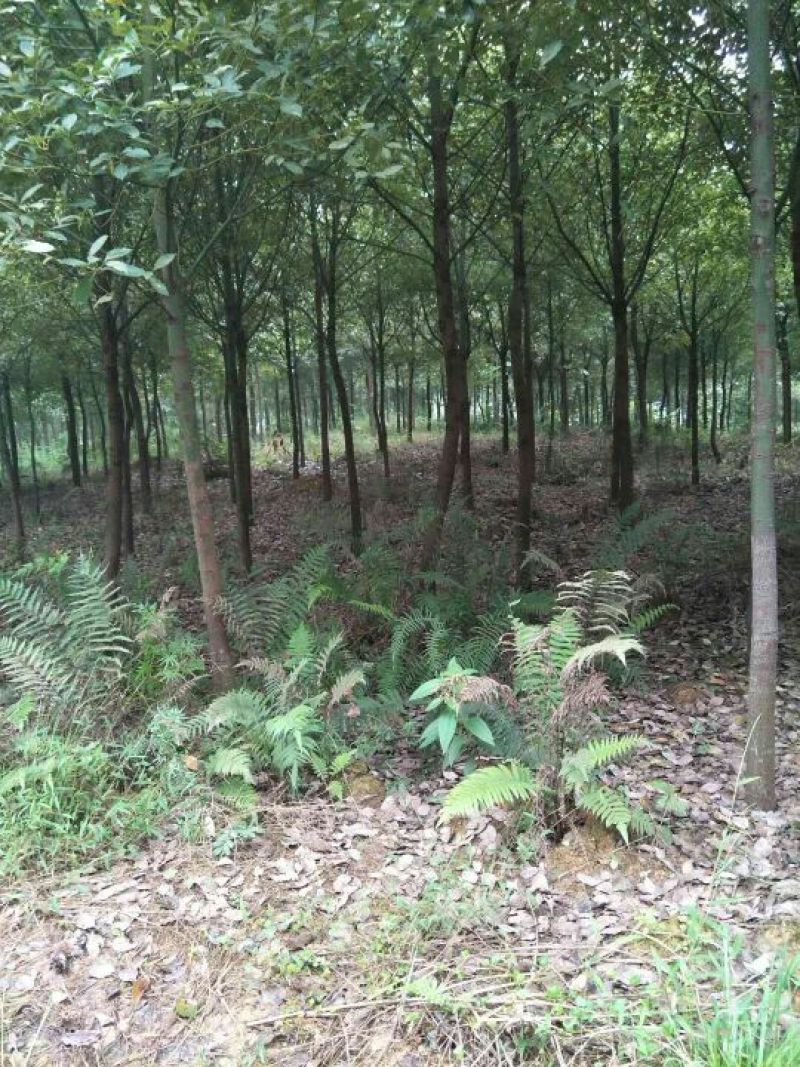 四川眉山大量出售香樟米径5—12公分，高度3——4米！