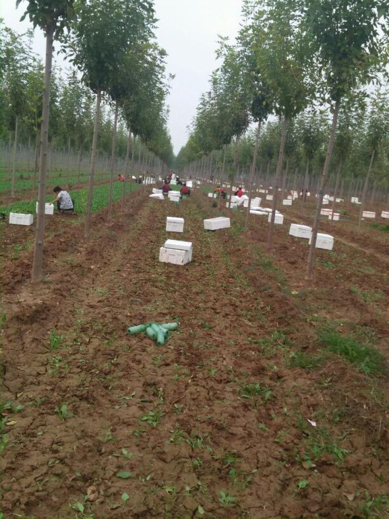 山东菠菜苗一手货源基地现挖现发量大优惠