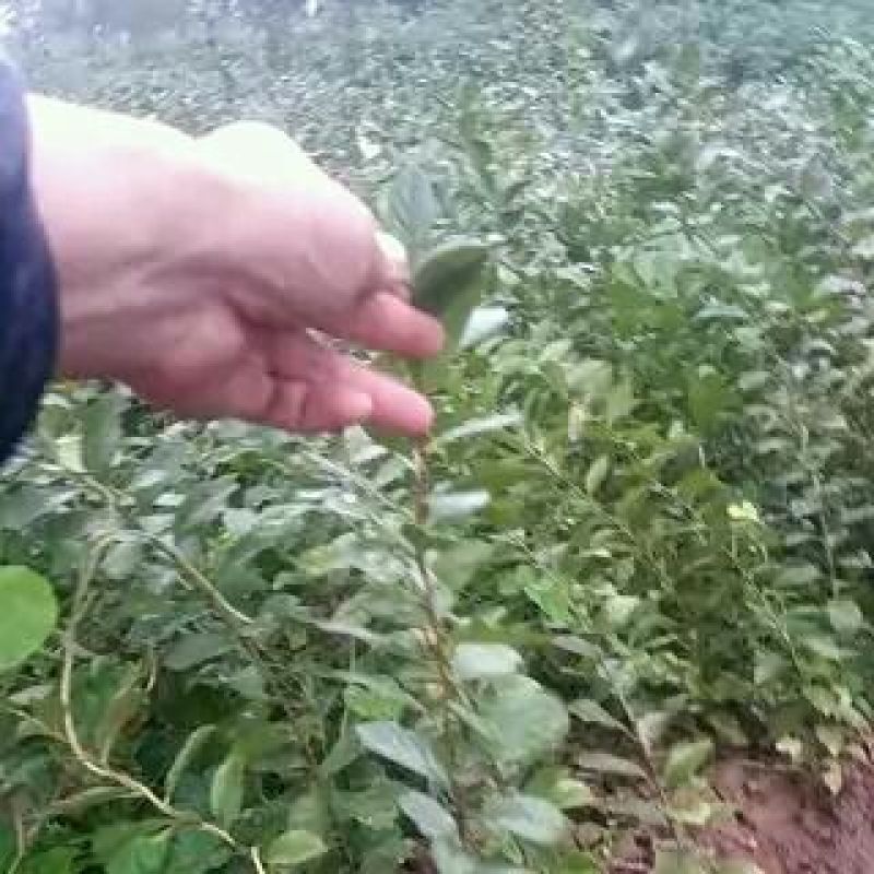 农大优系钙果苗成活率高，个大，口感好
