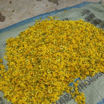 野菊花野生菊花