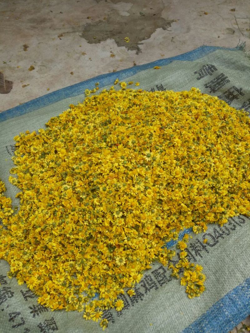 野菊花野生菊花