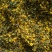 野菊花野生菊花