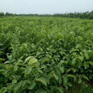 核桃苗50~100cm一年苗
