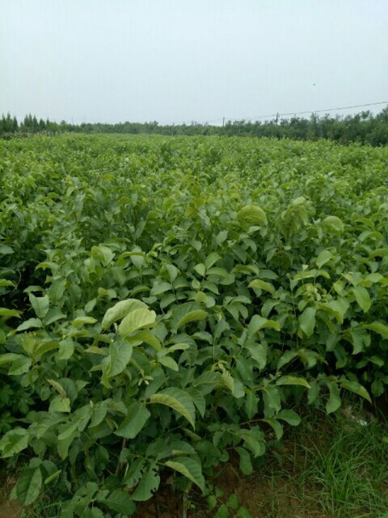 核桃苗50~100cm一年苗