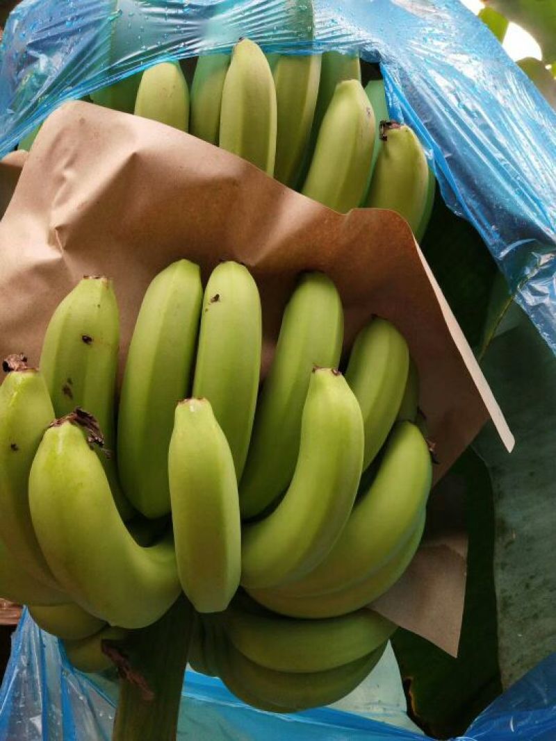 精品河口香蕉云南香蕉七成熟大量供应可视频看货全国发