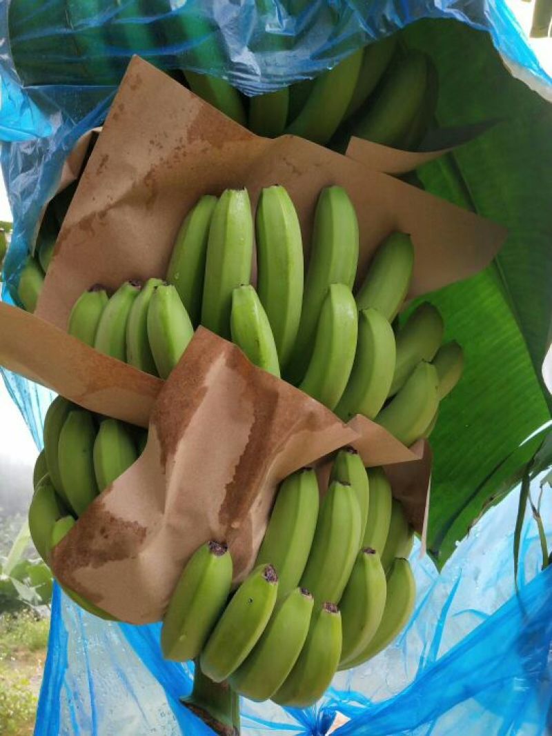 精品河口香蕉云南香蕉七成熟大量供应可视频看货全国发
