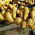 大肉姜3两以上带土大黄姜产地发货常年供应