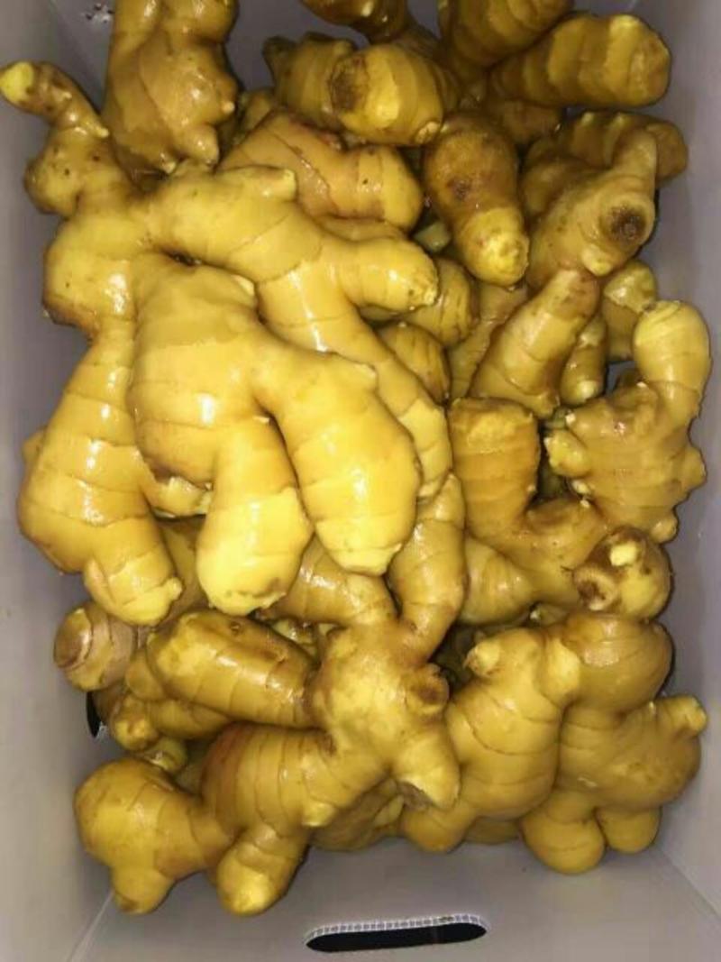 黄姜3两以上德州带土生姜批发现挖现卖保证新鲜