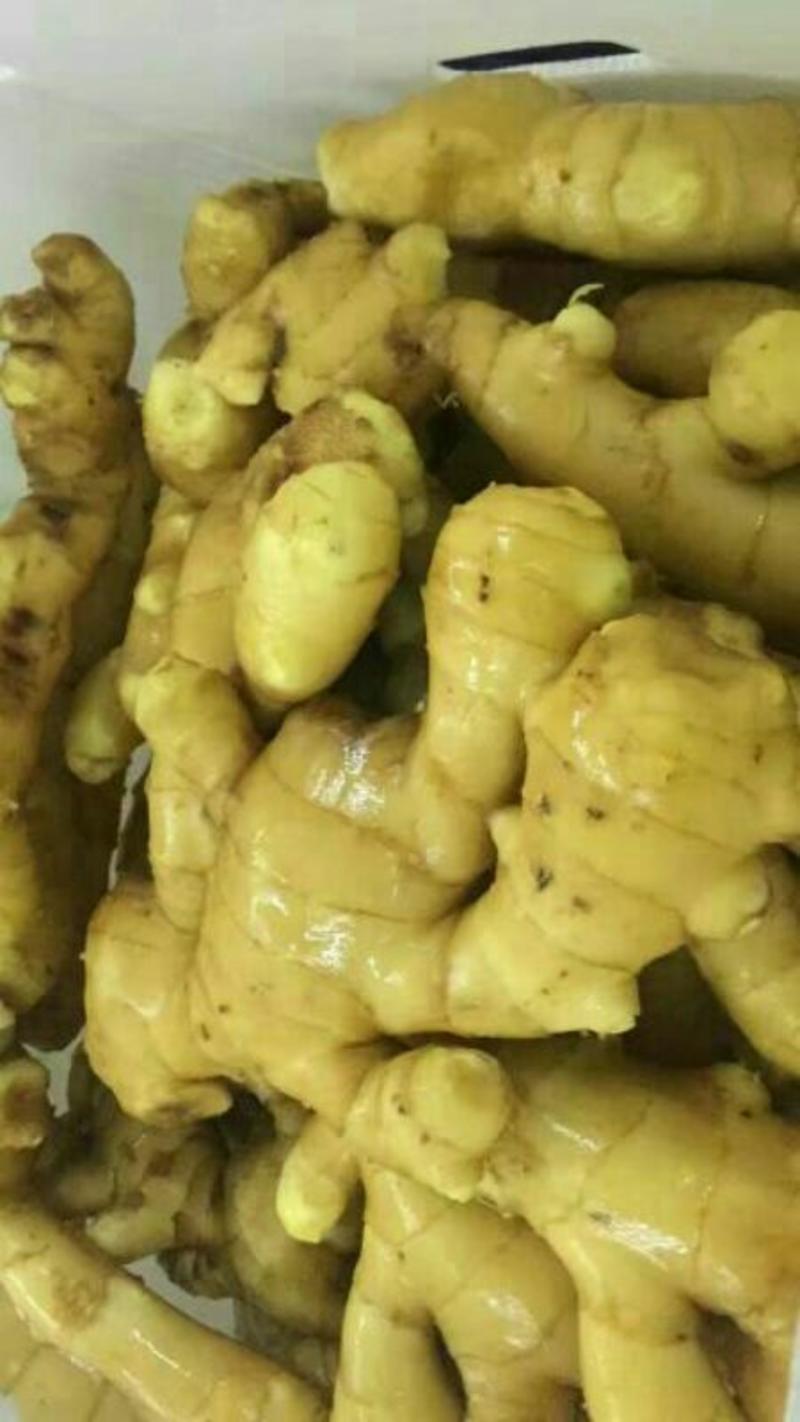 黄姜3两以上德州带土生姜批发现挖现卖保证新鲜