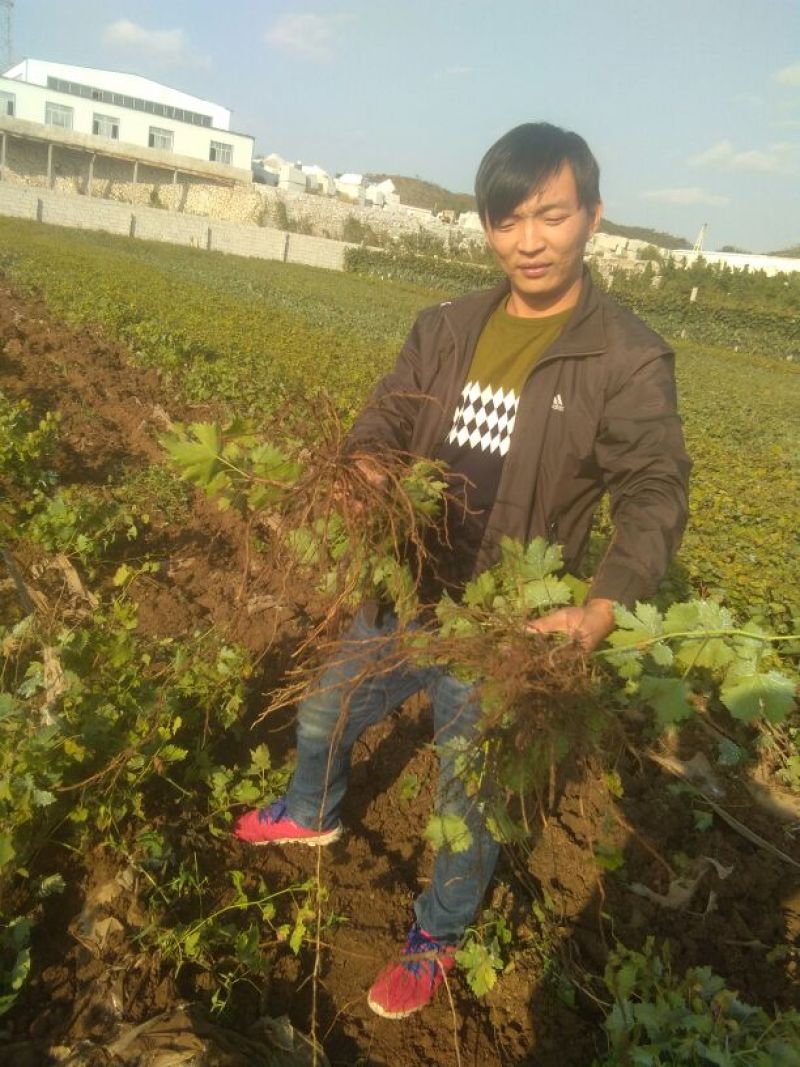 阳光玫瑰葡萄苗葡萄树新品种，保证品种可签合同