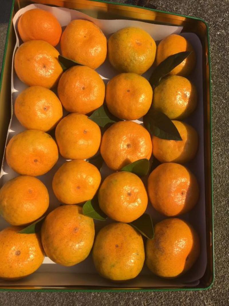 普早蜜橘55-75