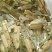 鬼箭羽药材块鬼箭羽药材