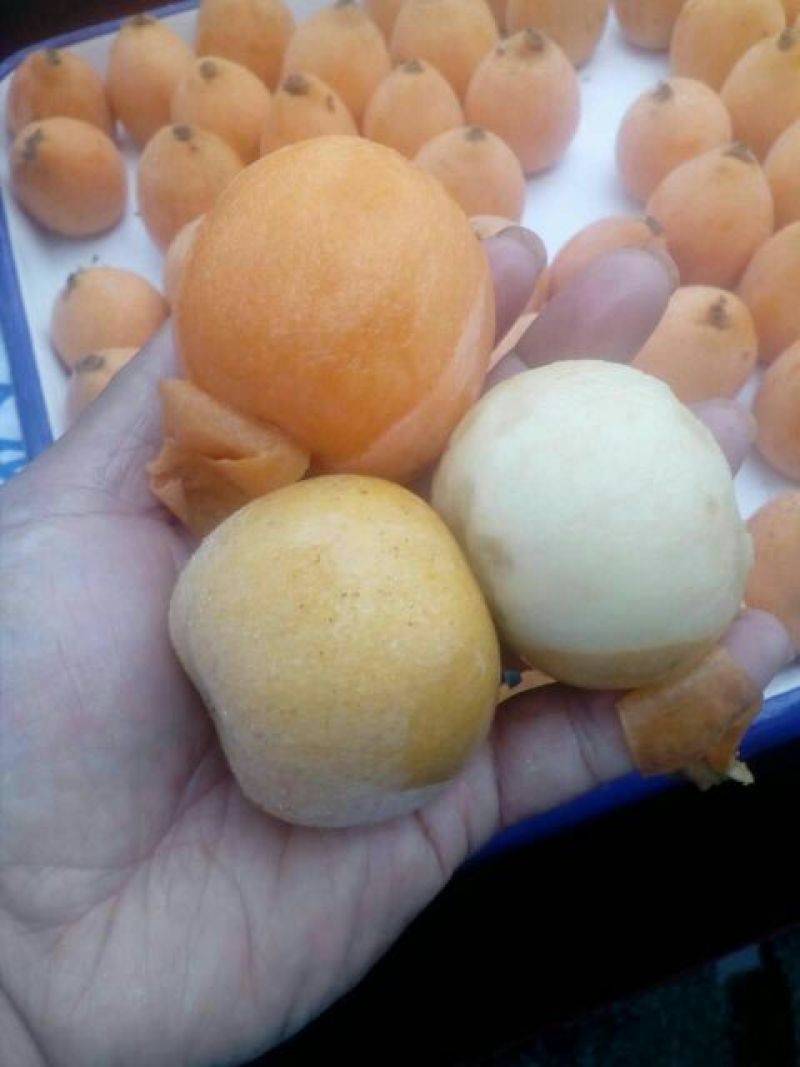枇杷树苗白枇杷新品种