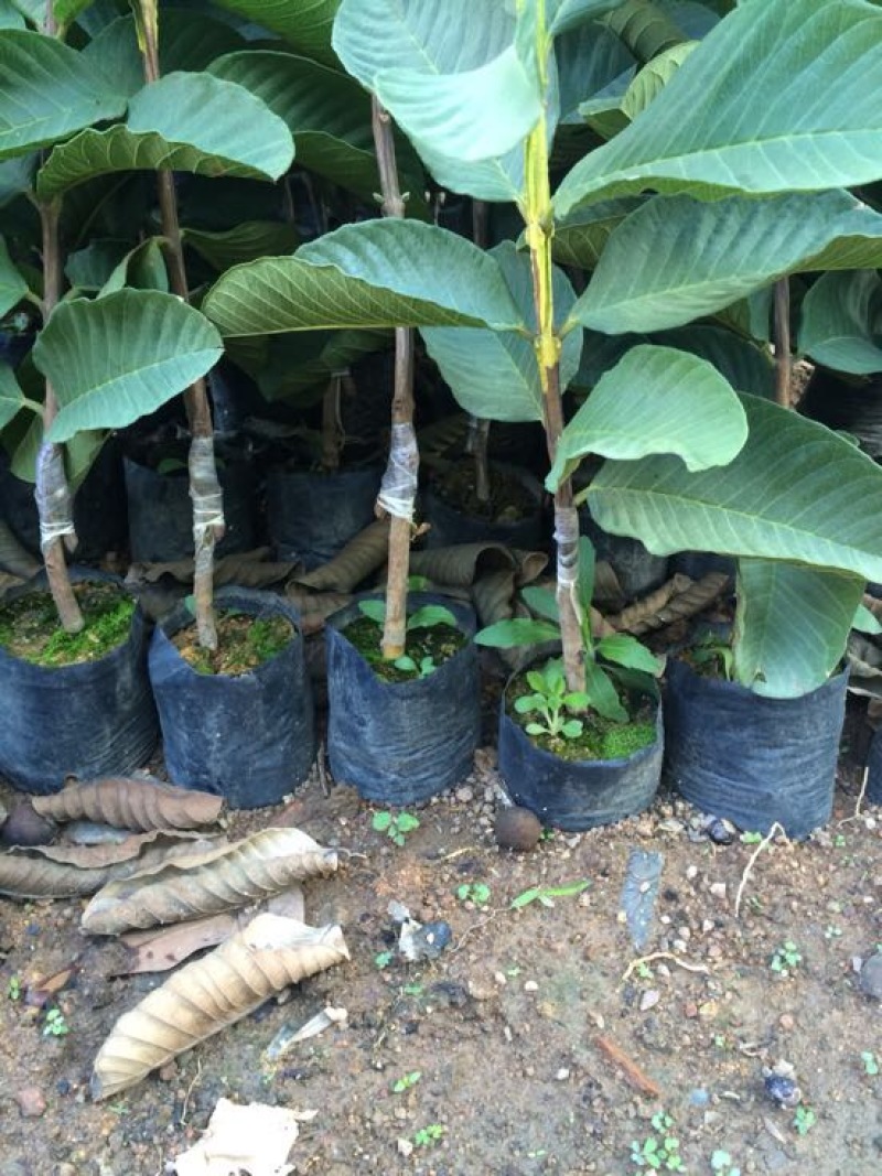西瓜番石榴苗30~50cm