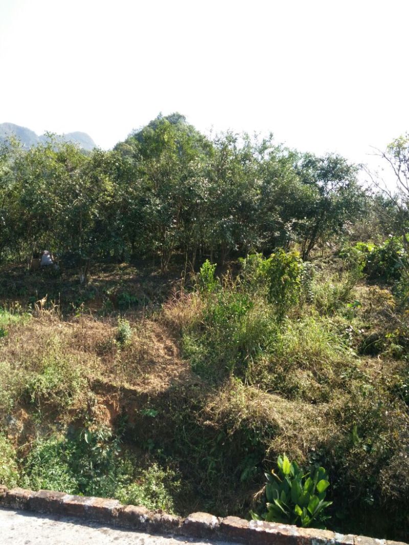 山茶果中籽