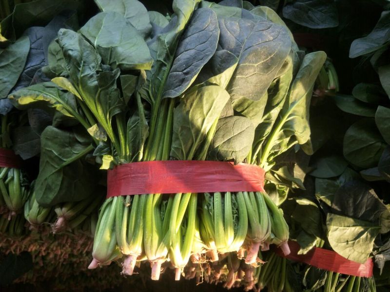 山东金乡大叶菠菜大量上市散装袋装的都可以代发各地市场